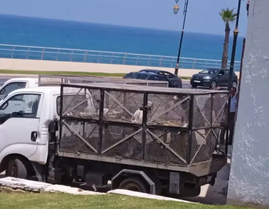 جدل قانوني وأخلاقي يرافق نقل جماعة الرباط لـ250 كلبا من ملجأ.. وجمعية: يمهدون لقتلها