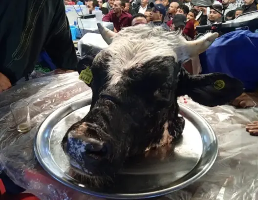 بيع رأس عجل بآلاف الدراهم.. جدل موسم “الرمى” بهوارة يعود للواجهة