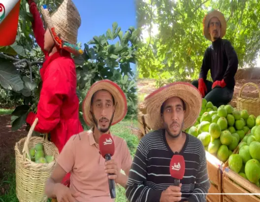 انطلاق موسم جني التين بدكالة