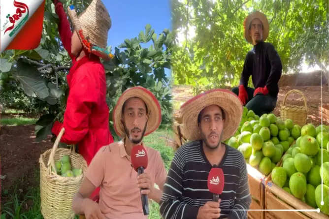 انطلاق موسم جني التين بدكالة
