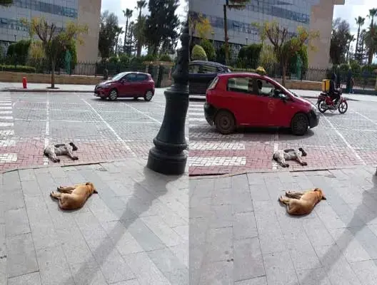 وجه محام بهيئة وجدة، اليوم الثلاثاء، رسالة تحذيرية إلى رئيس الجماعة الحضرية بوجدة، محمد العزاوي، يطالب فيها باتخاذ إجراءات فورية