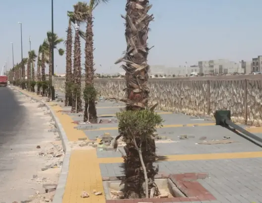 مدير المياه والغابات يرمي بمسؤولية “فشل التشجير” بالأقاليم الجنوبية في ملعب الجماعات
