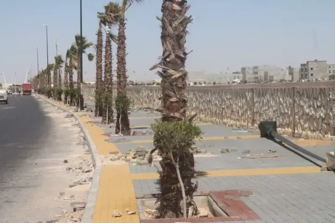 مدير المياه والغابات يرمي بمسؤولية “فشل التشجير” بالأقاليم الجنوبية في ملعب الجماعات