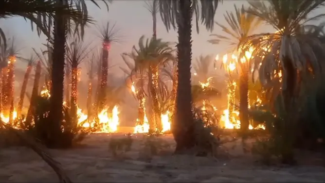 واحات طاطا في مرمى نيران الصيف وسط دعوات عاجلة لإجراءات استباقية