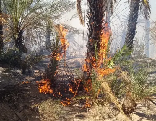 حريق بإحدى واحات طاطا
