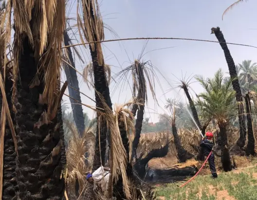 مطالب برلمانية بتعويض الفلاحين المتضررين من حرائق واحة طاطا