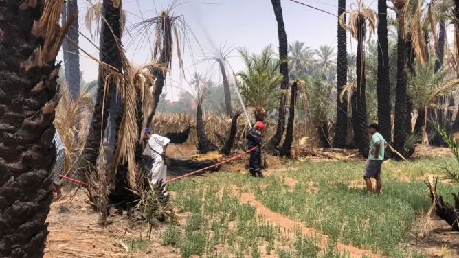 واحات درعة تافيلالت بين مطرقة الجفاف وسندان الحرائق ودعوات لتحرك استباقي 