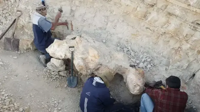 عاش قبل 39 مليون سنة.. العثور في البيرو على حفرية لأضخم مخلوق