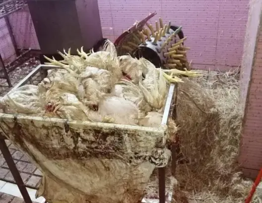 موجه للاستهلاك.. سلطات تطوان تحجز أطنان من الدجاج والسمك الفاسد