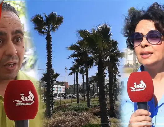 حماة البيئة يطالبون بوقف غرس النخيل بالمدن ترشيدا للمال العام (فيديو)