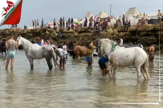 مياه البحر تعالج جراح الخيل استعدادا للتبوريدة