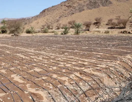 استفاد 199 فلاحا من ذوي الحقوق بالجماعة السلالية لدوار "تانسيخت" بجماعة تمزموط إقليم زاكورة، من تجزئة فلاحية لزراعة أشجار النخيل، تمتد على مساحة تقدر بحوالي 54 هكتارا، انسجاما مع الورش الملكي لتعبئة مليون هكتار من الأراضي الجماعية لإنجاز المشاريع الاستثمارية في المجال الفلاحي.