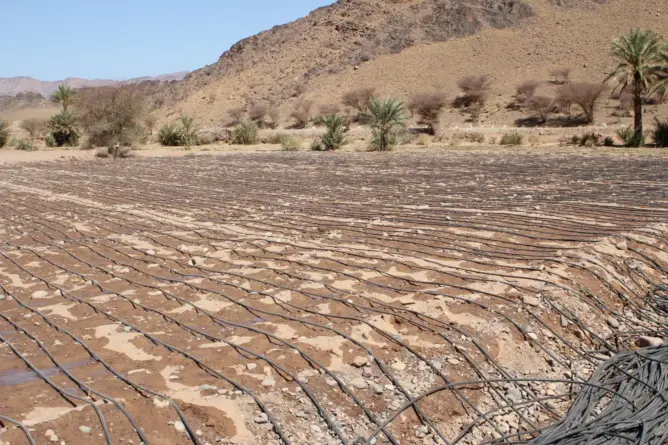 استفاد 199 فلاحا من ذوي الحقوق بالجماعة السلالية لدوار "تانسيخت" بجماعة تمزموط إقليم زاكورة، من تجزئة فلاحية لزراعة أشجار النخيل، تمتد على مساحة تقدر بحوالي 54 هكتارا، انسجاما مع الورش الملكي لتعبئة مليون هكتار من الأراضي الجماعية لإنجاز المشاريع الاستثمارية في المجال الفلاحي.