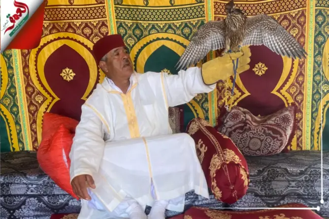 صقار يتحدث عن الصيد بالصقور ويحذر من انقراض “الطير الحر”