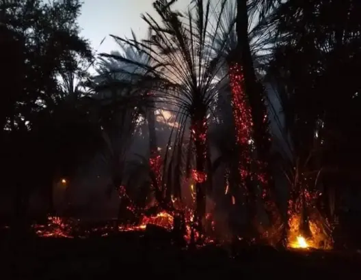 دمر مئات أشجار النخيل والزيتون .. مطالب بالتحقيق في حريق مجهول بكلميمة