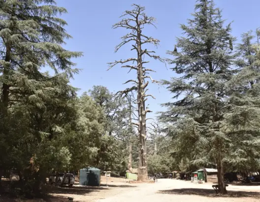 قصة أقدم شجرة بشمال إفريقيا