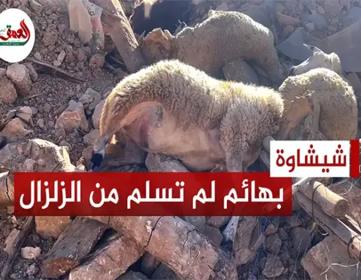 بهائم لم تسلم من زلزال أمزميز
