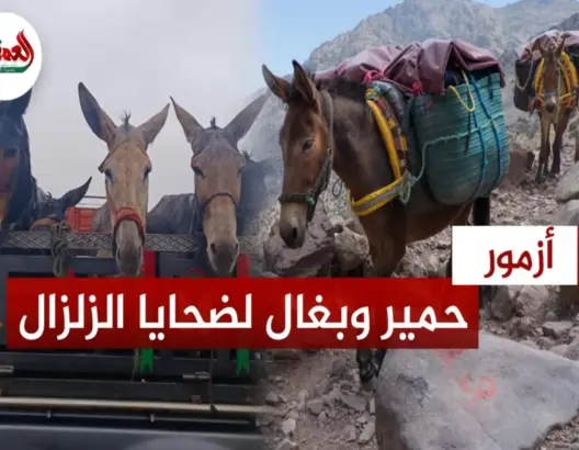 ساكنة أزمور تتبرع لمنكوبي زلزال الحوز بالحمير والبغال