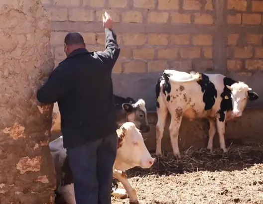“الفراقشية” يزرعون الرعب في كسابة نواحي خنيفرة
