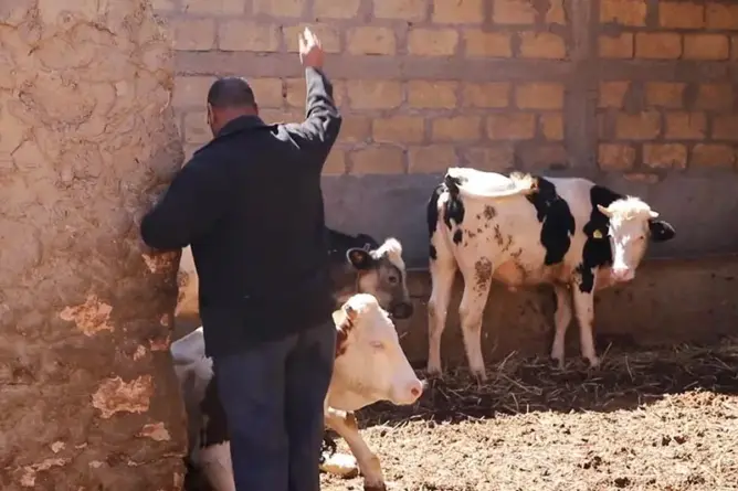 “الفراقشية” يزرعون الرعب في كسابة نواحي خنيفرة