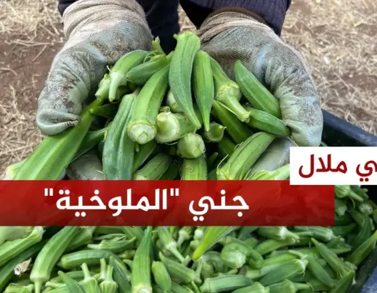 استمرار جني “الملوخية”