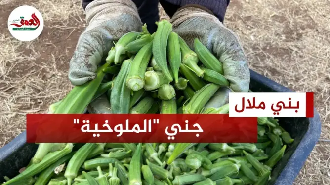 استمرار جني “الملوخية”