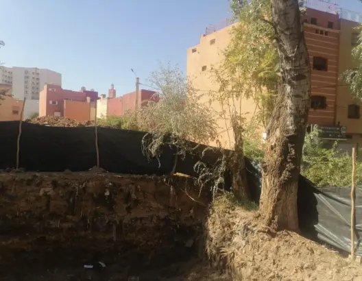 اجتثاث شجرة صفصاف لتشييد بناية يثير جدلا ببني ملال