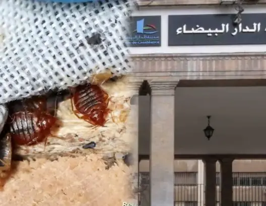 مسؤولية وزارة الصحة أم الجماعة؟.. خلاف داخل البيضاء حول محاربة “بق الفراش”