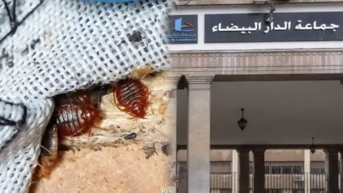 مسؤولية وزارة الصحة أم الجماعة؟.. خلاف داخل البيضاء حول محاربة “بق الفراش”