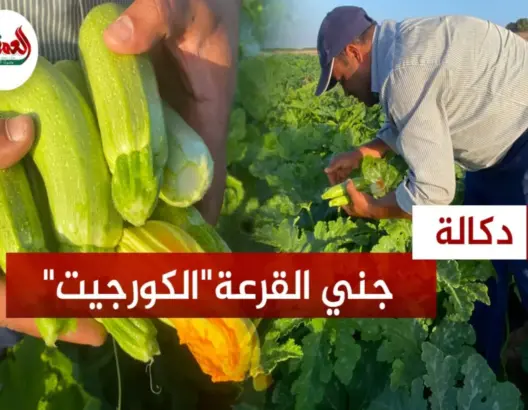 جني “الكورجيت” بدكالة