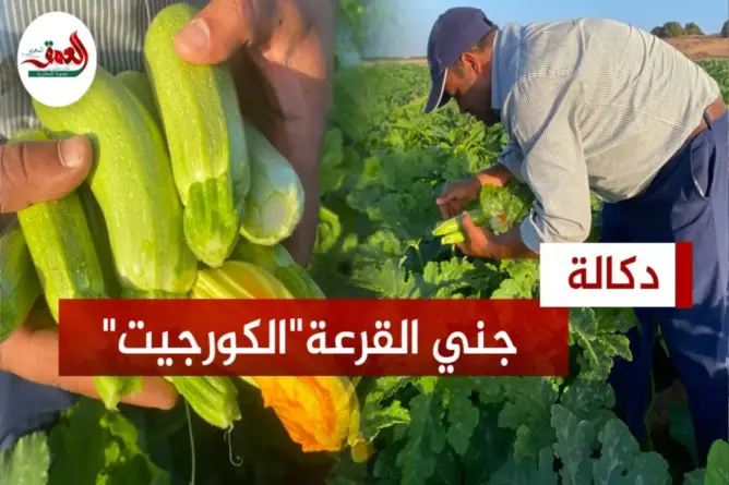 جني “الكورجيت” بدكالة