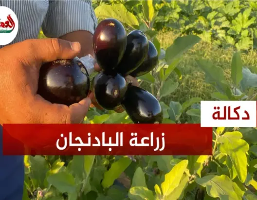 مميزات زراعة البادنجان