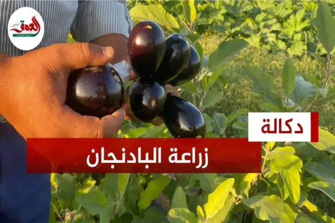 مميزات زراعة البادنجان