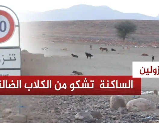 سكان جماعة تنزولين يشتكون من انتشار الكلاب الضالة ونفايات المجزرة الجماعية