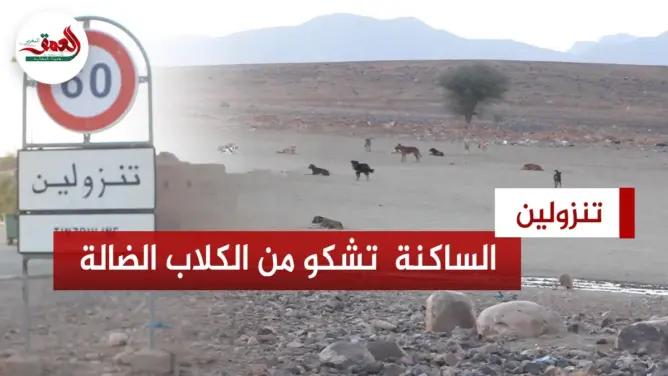 سكان جماعة تنزولين يشتكون من انتشار الكلاب الضالة ونفايات المجزرة الجماعية