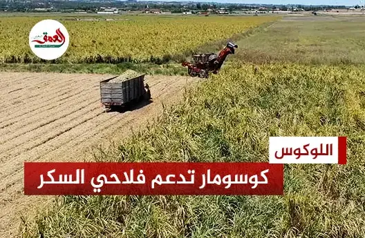 “كوسومار” تشجع فلاحي اللوكوس بمنح مالية إضافية