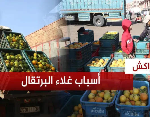 ارتفاء أسعار البرتقال تلهب جيوب المواطنين .. وتجار بسوق الجملة بمراكش يكشفون أسباب الغلاء