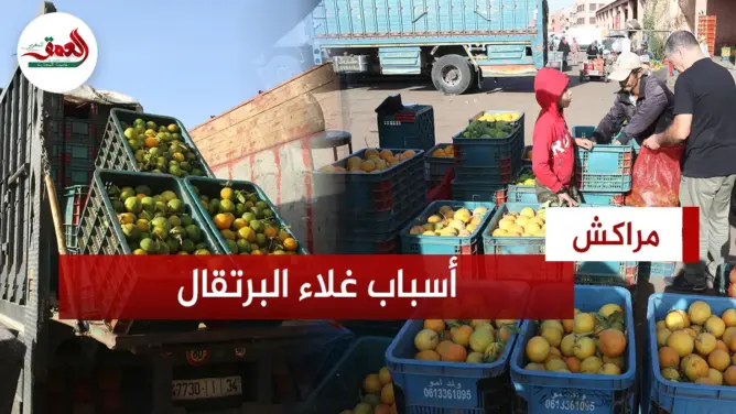 ارتفاء أسعار البرتقال تلهب جيوب المواطنين .. وتجار بسوق الجملة بمراكش يكشفون أسباب الغلاء