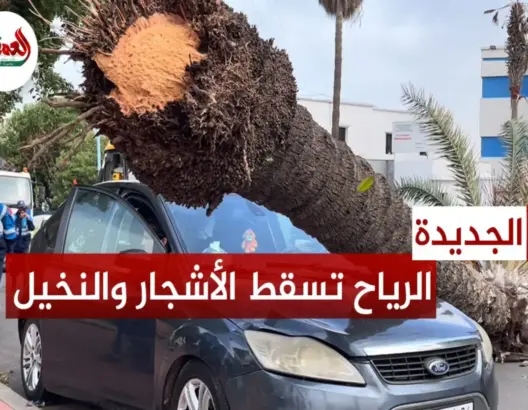 الجديدة .. الرياح تسقط النخيل والأشجار