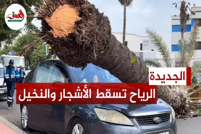الجديدة .. الرياح تسقط النخيل والأشجار