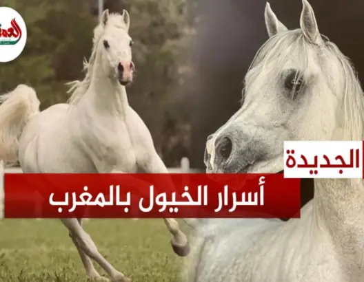 أنواع وأسرار الخيول بالمغرب وعلاقاتها بمربيها