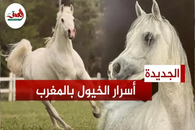 أنواع وأسرار الخيول بالمغرب وعلاقاتها بمربيها