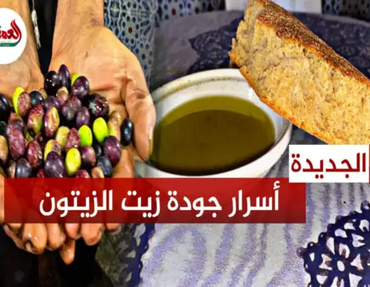 أسرار جودة زيت الزيتون