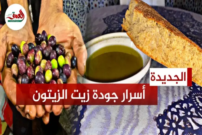 أسرار جودة زيت الزيتون