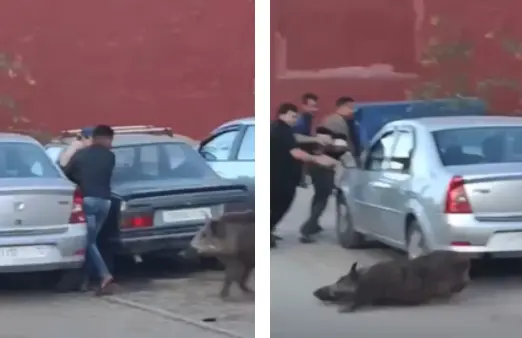 بينهم حامل.. خنزير يهاجم 4 مواطنين بإمنتانوت ويسبب إصابات بليغة (فيديو)
