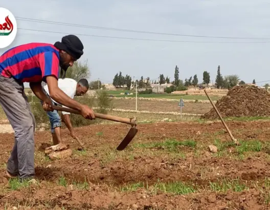 بالقروض.. فلاحون يقاومون لمواجهة غلاء الحبوب وغياب الدعم