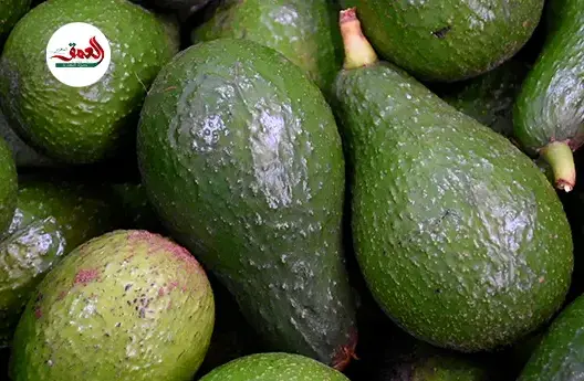 أسباب انخفاض سعر “لافوكا”