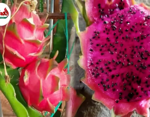 زراعة فاكهة التينين الاستوائية بآسفي