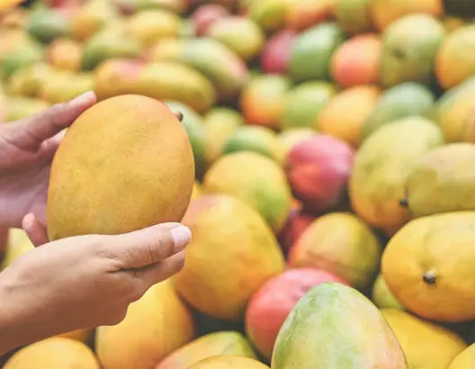 واردات المغرب من المانجو قاربت 13 ألف طن.. والمغاربة يتزايد إعجابهم بهذه الفاكهة