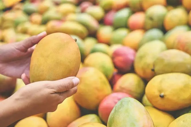 واردات المغرب من المانجو قاربت 13 ألف طن.. والمغاربة يتزايد إعجابهم بهذه الفاكهة
